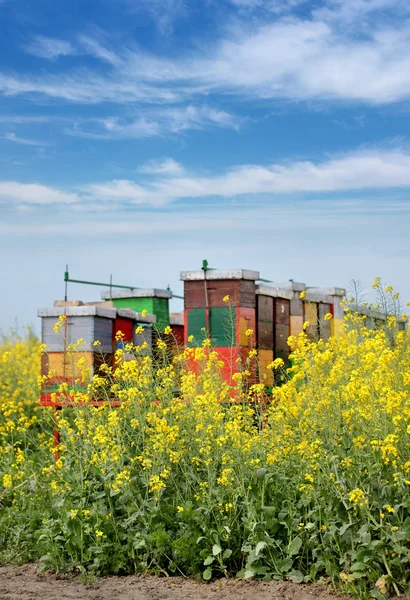 Agricultura, planta de canola en primavera —  Fotos de Stock