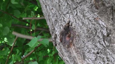 vahşi arılar kovan ahşap ağaç deliğe swarm