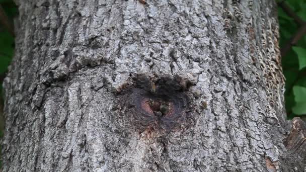 Api selvatiche sciamano nella tana degli alberi, alveare in legno — Video Stock