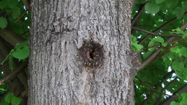 Abeilles sauvages essaim dans le trou des arbres, ruche dans le bois — Video