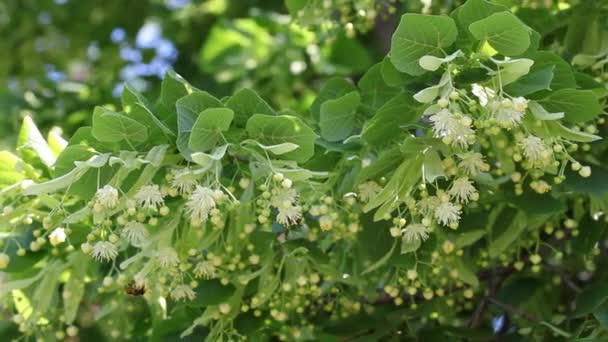 Tilleul fleurs avec des abeilles 