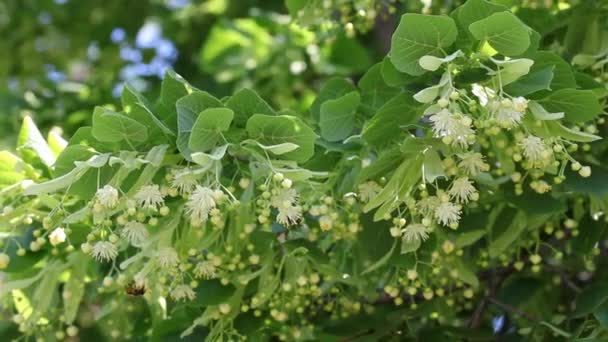 Linden boom bloemen met bijen — Stockvideo