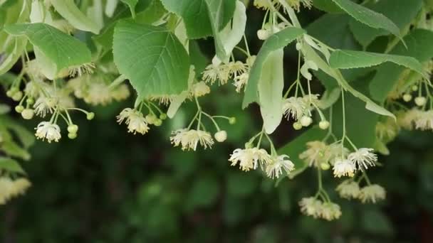 Linden tree flower at branch — Stock Video