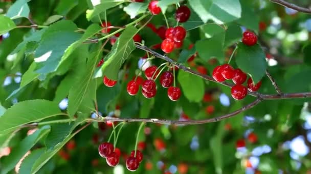 Agriculture, beautiful red cherry fruit at tree branch — Stock Video