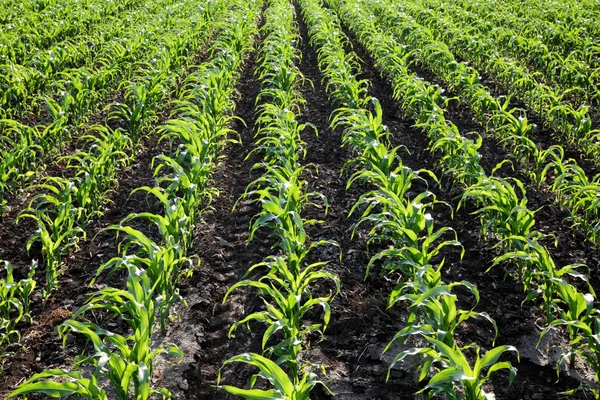 Zemědělství, kukuřičné pole rostlin — Stock fotografie