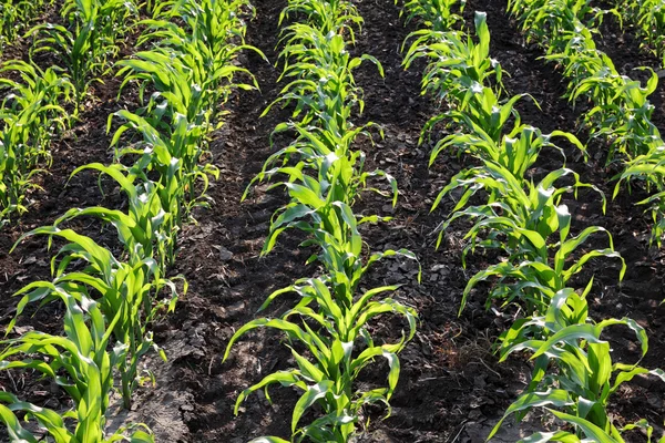 Landbouw, plant maïsveld — Stockfoto