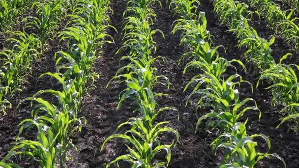 Agricultura, campo de plantas de milho — Vídeo de Stock