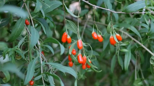 Agriculture Goji berry at branch — Stock Video