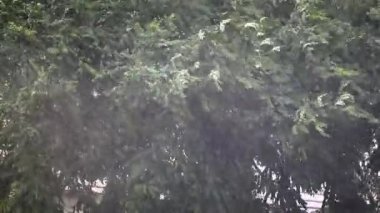 ağaç ve fırtınalı Rüzgar ve yağmur