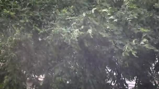Arbre et vent orageux et pluie 