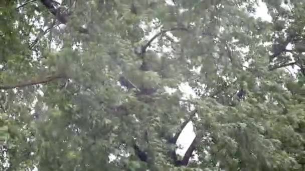Arbre et vent orageux et pluie 