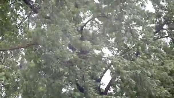 Baum und stürmischer Wind und Regen — Stockvideo