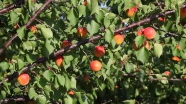 Kayısı meyve ağacının yaz