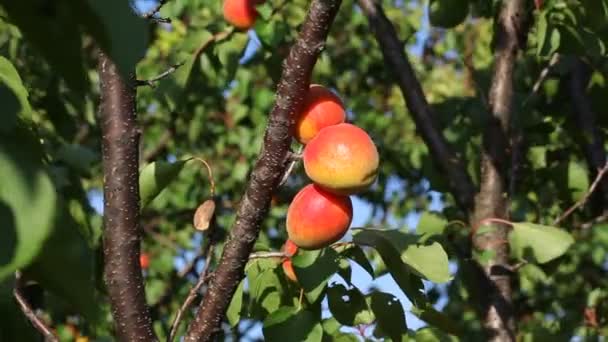 Apricot fruit at tree in summer — Stock Video