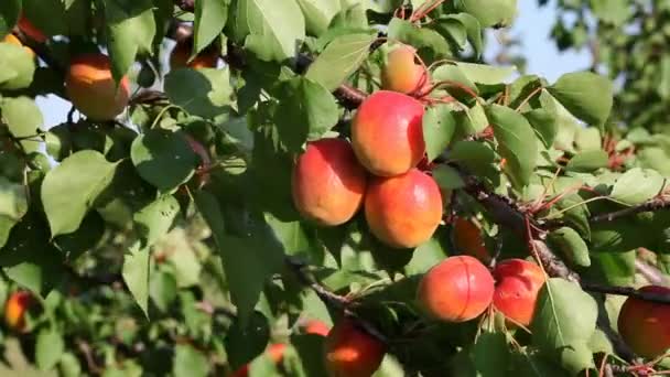 Aprikossoppa frukt på träd i sommar — Stockvideo