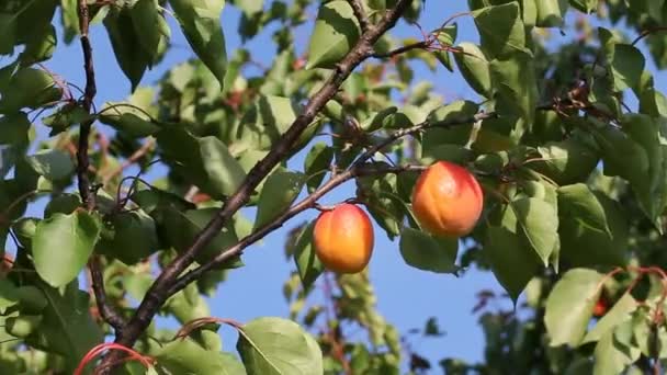 Aprikossoppa frukt på träd i sommar — Stockvideo