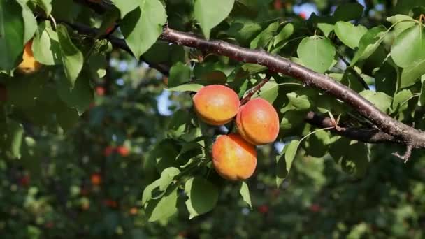 Aprikossoppa frukt på träd i sommar — Stockvideo