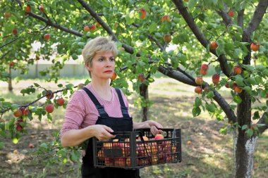 Tarım, çiftçi kayısı Bahçesi