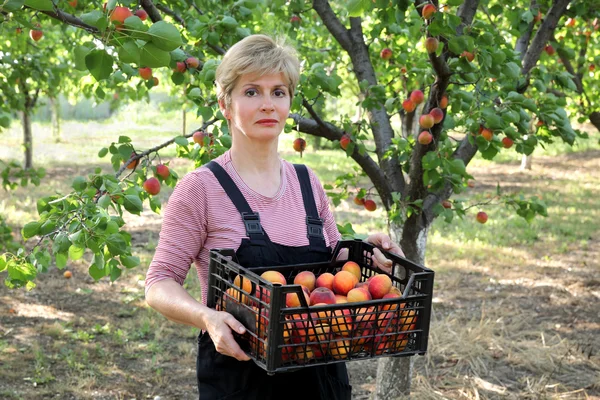 Agricoltura, agricoltore nel frutteto di albicocche — Foto Stock