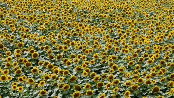 Campo de girasol con flores en flor — Vídeo de stock