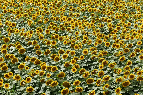 Landbruk, solsikkeplante om sommeren – stockfoto