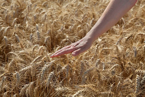 Landwirtschaft, Weizen und Hand — Stockfoto