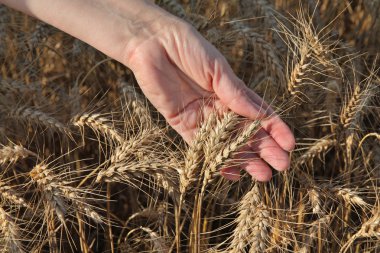 Tarım, ziraat mühendisi buğday alanı inceleyin