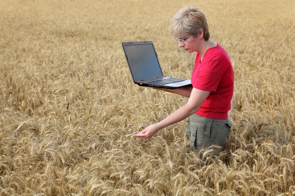 Agricultura, agrónomo examinar campo de trigo — Foto de Stock