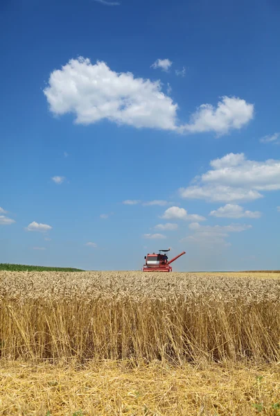 L'agricoltura, la mietitura del grano con combinare — Zdjęcie stockowe