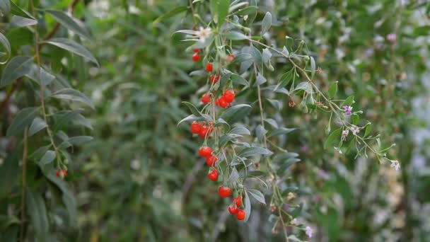 Goji berry gyümölcstermő növények — Stock videók