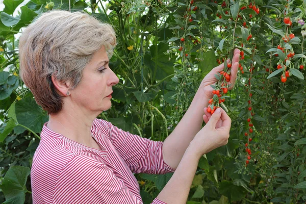 Rolnictwo, jagody goji owoce — Zdjęcie stockowe