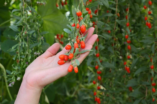 Landbouw, goji bessen fruit — Stockfoto