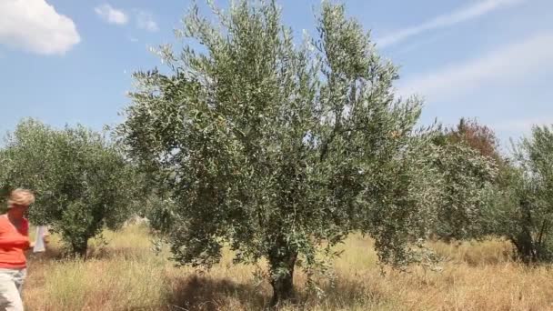 Kvinnliga agronom undersöka olivträd orchard — Stockvideo