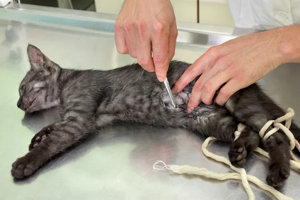 Veterinaria, chirurgia del gatto — Foto Stock