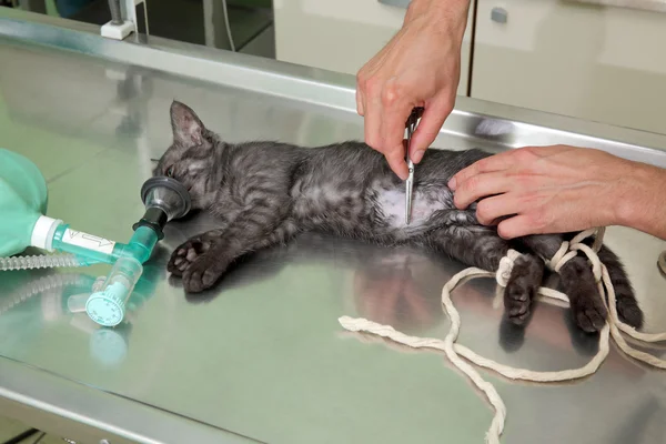 Tierarzt, Katzenchirurgie — Stockfoto