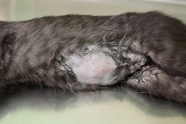 Tierarzt, Katzenchirurgie — Stockfoto