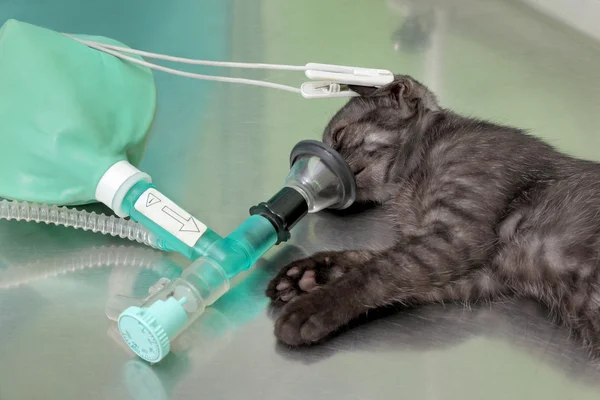 Veterinária, cirurgia de gato — Fotografia de Stock