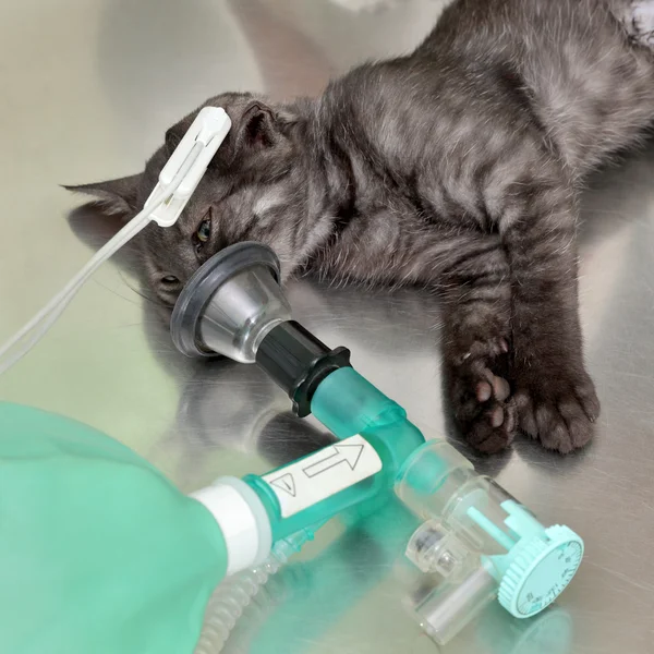 Tierarzt, Katzenchirurgie — Stockfoto