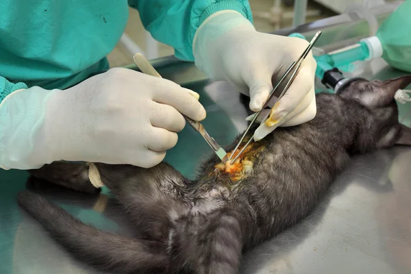 Veterinaria, cirugía de gato —  Fotos de Stock