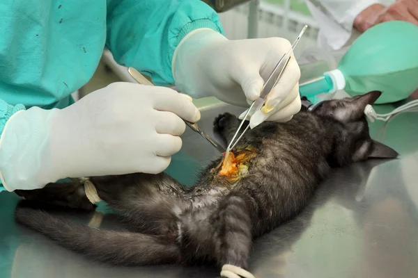 Veterinaria, cirugía de gato —  Fotos de Stock