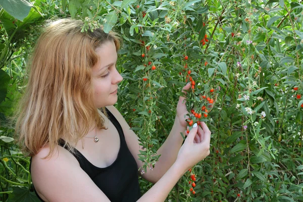 Rolnictwo, goji berry owoców i młoda dziewczyna — Zdjęcie stockowe