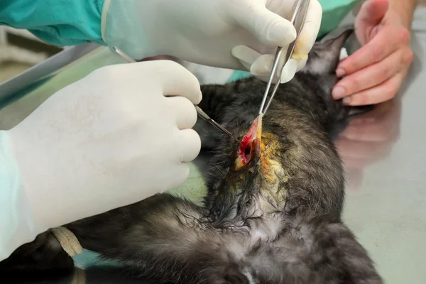 Tierarzt, Katzenchirurgie — Stockfoto