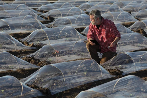 Landbouwers Agronomen Die Watermeloen Meloenplant Inspecteren Onder Kleine Beschermende Plastic — Stockfoto