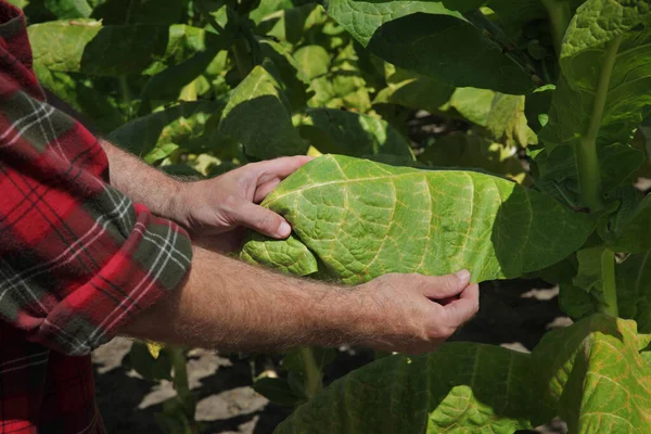 Boer Agronomist Die Tabaksplant Het Veld Handen Het Blad Van — Stockfoto