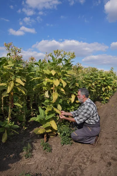 田间烟叶检验与采摘的农民或农学家 — 图库照片