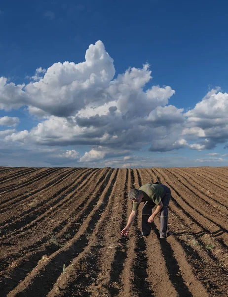 Landbouwers Agronomen Die Het Voorjaar Het Veld Inspecteren Ploegen Het — Stockfoto