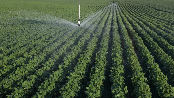 Soja Veld Het Voorjaar Met Irrigatiesysteem Voor Watervoorziening Sprinklers Spatten — Stockfoto