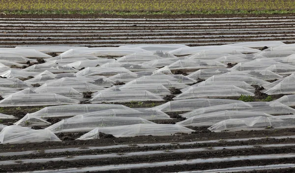 Gebied Van Watermeloenen Meloenen Zaailingen Planten Onder Kleine Beschermende Plastic — Stockfoto