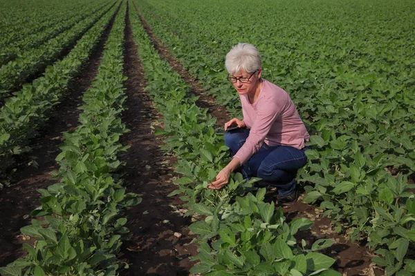 女农民或农学家在田里检查绿色大豆植物 暴风雨后保存受损的叶子 — 图库照片