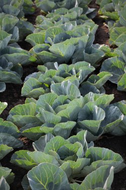 Tarlada yeşil lahana bitkisi, yazın sonunda tarım.